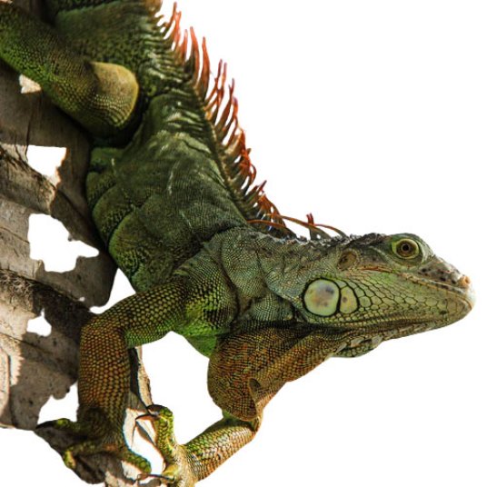 Selected group image