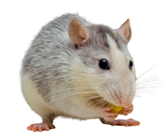 Selected group image