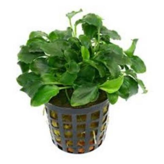 Selected group image