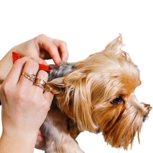 Selected group image