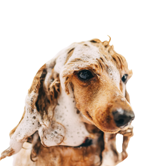 Selected group image