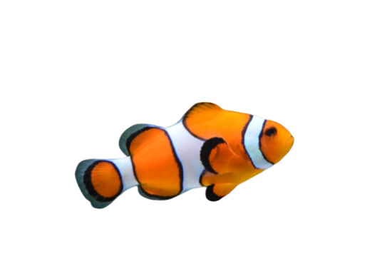 Selected group image