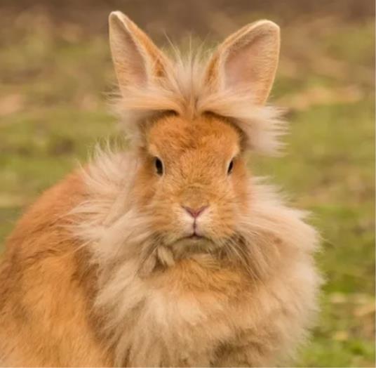 Patuljasti Kunic Lavlja Glava (Lagomorpha)