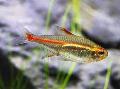 Gracilis Tetra (Hemigrammus Erythrozonus)