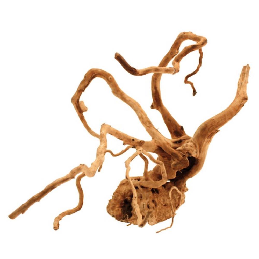 Ukrasno drvo Red wood