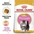 RC Kitten Persian