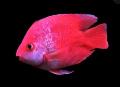 Papagaj Red Parrot (Hybrid Cichlid)