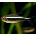 Crna Neonka (Hyphessobrycon Herbertaxelrodi)