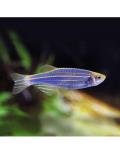 Zebra Plava (Danio Reiro)