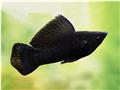 Molly Black (Poecilia Latipinna)