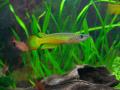 Panchax yellow (Aplochelius Lineatus)