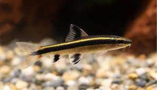 Leteca lisica (Epalzeorhynchos Kalopterum)