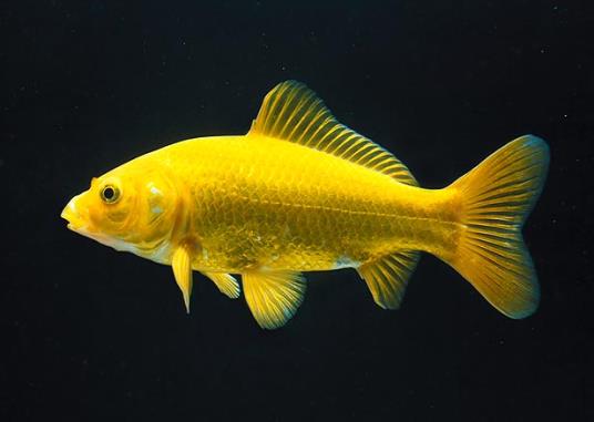Yellow Cap Oranda (Carassius Auratus) - - Premium Pet