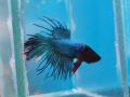 Borac reckavi Crowntail Betta (Betta Splendens)