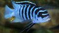 Ciklid Mix (Pesudotropheus Zebra)