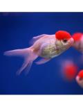 Japanka Red Cap Oranda (Carassius Auratus)