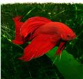 Borac (Betta Splendens)