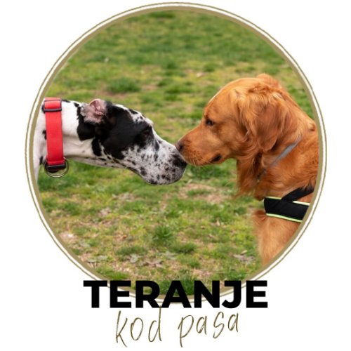 Teranje kod pasa