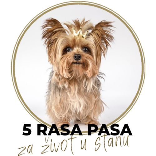 PET RASA PASA IDEALNIH ZA STAN