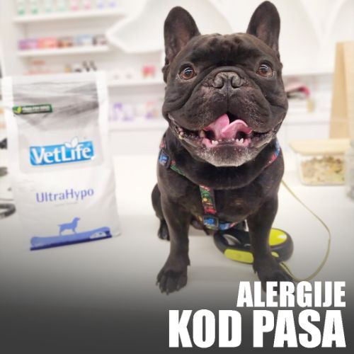 Alergije kod pasa