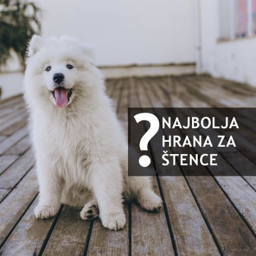 ISHRANA :  KOJA JE NAJBOLJA HRANA ZA ŠTENCE?